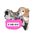 ビーグルきゃりーの日常（個別スタンプ：5）
