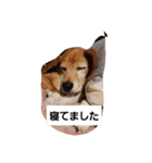 ビーグルきゃりーの日常（個別スタンプ：7）