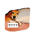 ビーグルきゃりーの日常（個別スタンプ：9）