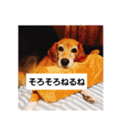 ビーグルきゃりーの日常（個別スタンプ：10）