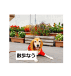 ビーグルきゃりーの日常（個別スタンプ：11）