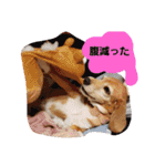 ビーグルきゃりーの日常（個別スタンプ：14）