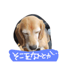 ビーグルきゃりーの日常（個別スタンプ：19）
