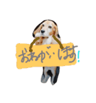 ビーグルきゃりーの日常（個別スタンプ：22）