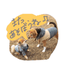 ビーグルきゃりーの日常（個別スタンプ：23）