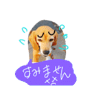 ビーグルきゃりーの日常（個別スタンプ：24）