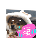 ビーグルきゃりーの日常（個別スタンプ：27）