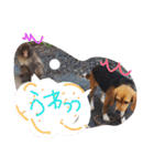 ビーグルきゃりーの日常（個別スタンプ：28）