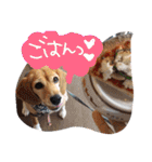 ビーグルきゃりーの日常（個別スタンプ：29）
