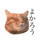 猫界のドリフターズ（個別スタンプ：1）