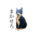 猫界のドリフターズ（個別スタンプ：2）