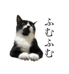 猫界のドリフターズ（個別スタンプ：3）