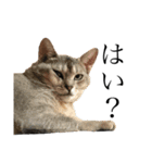 猫界のドリフターズ（個別スタンプ：4）