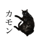 猫界のドリフターズ（個別スタンプ：5）