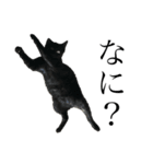 猫界のドリフターズ（個別スタンプ：7）