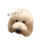 スタンプーぼーちゃん（個別スタンプ：3）