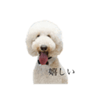 スタンプーぼーちゃん（個別スタンプ：4）