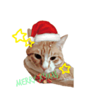 トラ猫の日常（個別スタンプ：1）