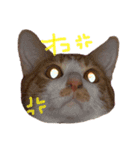 トラ猫の日常（個別スタンプ：4）