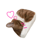 トラ猫の日常（個別スタンプ：5）