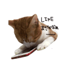 トラ猫の日常（個別スタンプ：6）