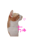 トラ猫の日常（個別スタンプ：7）