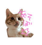 トラ猫の日常（個別スタンプ：8）