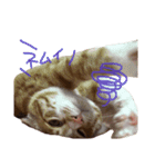 トラ猫の日常（個別スタンプ：9）