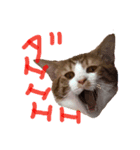 トラ猫の日常（個別スタンプ：10）