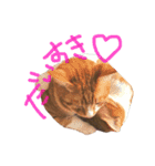 トラ猫の日常（個別スタンプ：13）