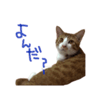 トラ猫の日常（個別スタンプ：14）
