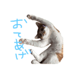 トラ猫の日常（個別スタンプ：15）