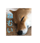 まるさんスタンプ。（個別スタンプ：1）