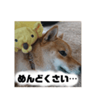まるさんスタンプ。（個別スタンプ：6）