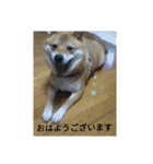 シバココ日和（敬語）（個別スタンプ：1）