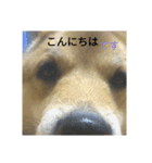 シバココ日和（敬語）（個別スタンプ：3）