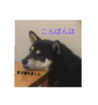 シバココ日和（敬語）（個別スタンプ：4）