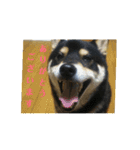 シバココ日和（敬語）（個別スタンプ：5）
