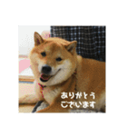 シバココ日和（敬語）（個別スタンプ：6）