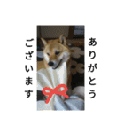シバココ日和（敬語）（個別スタンプ：7）
