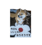 シバココ日和（敬語）（個別スタンプ：8）