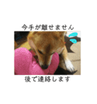 シバココ日和（敬語）（個別スタンプ：9）