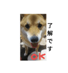 シバココ日和（敬語）（個別スタンプ：14）