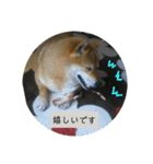 シバココ日和（敬語）（個別スタンプ：15）
