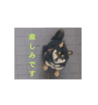 シバココ日和（敬語）（個別スタンプ：16）