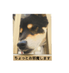 シバココ日和（敬語）（個別スタンプ：18）