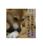 シバココ日和（敬語）（個別スタンプ：19）