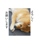 シバココ日和（敬語）（個別スタンプ：20）