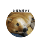 シバココ日和（敬語）（個別スタンプ：21）