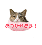 猫のはるちゃんのスタンプ（個別スタンプ：1）